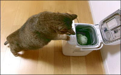 ホムベ　草餅　2倍よもぎ　水240ml (11)圧縮