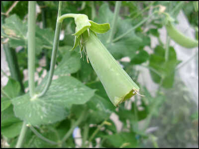 スナップ20本仕立て圧縮　18