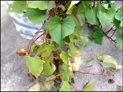 さつま芋　紅はるか　2025　２ (6)圧縮