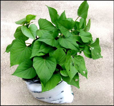 さつま芋　紅はるか　2025　２ (1)圧縮