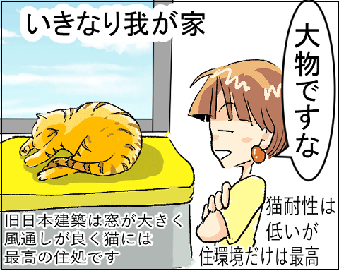 猫 27-8