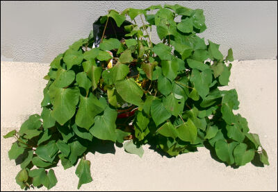 さつま芋　紅はるか　2025　２ (3)圧縮