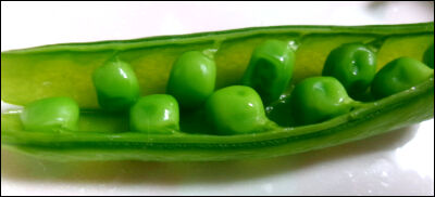 スナップ20本仕立て圧縮　4