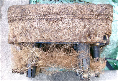 オクラ　2025 (80)圧縮