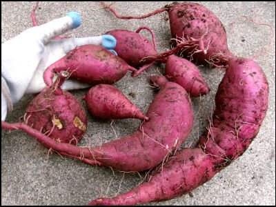 さつま芋　紅はるか　2025　２ (16)圧縮