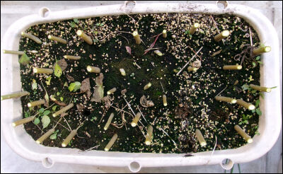 オクラ　2025 (75)圧縮