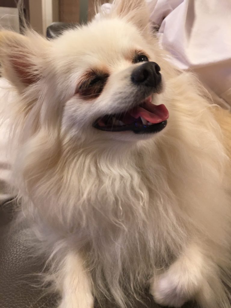 撫でられて いい気持ち Living With Dog 撫でられて いい気持ち Living With Dog