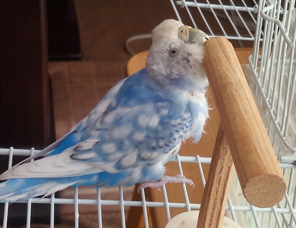 ペット 止まり木が好きなインコ 山椒はこつぶでも
