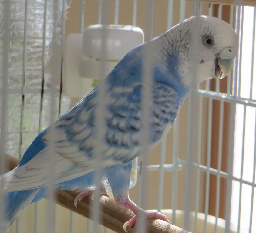 ペット インコのたまご 山椒はこつぶでも