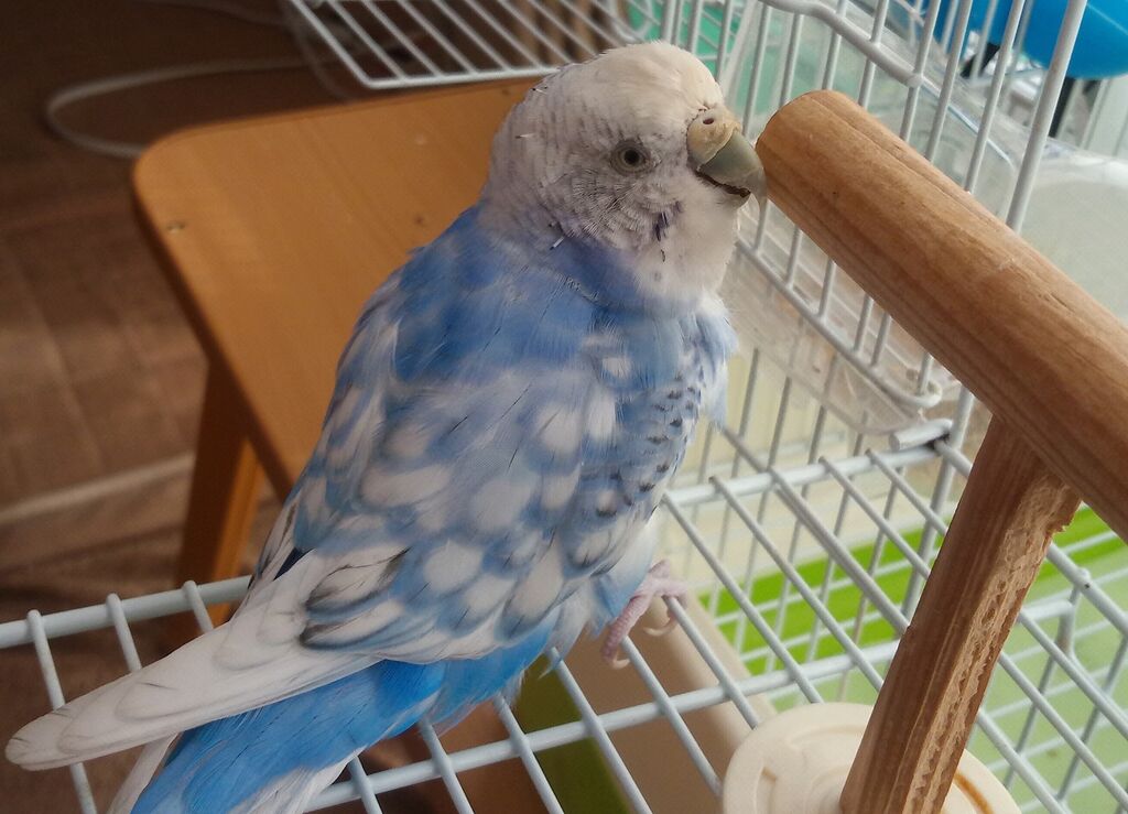 ペット 止まり木が好きなインコ 山椒はこつぶでも