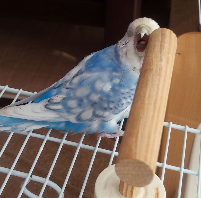 ペット 止まり木が好きなインコ 山椒はこつぶでも