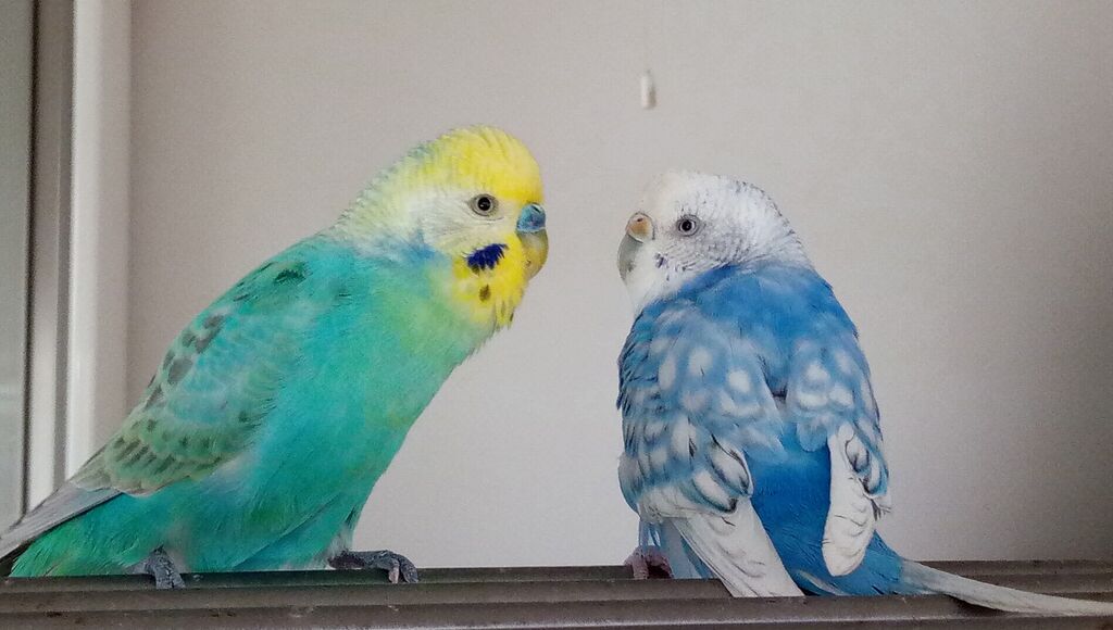 ペット 止まり木が好きなインコ 山椒はこつぶでも