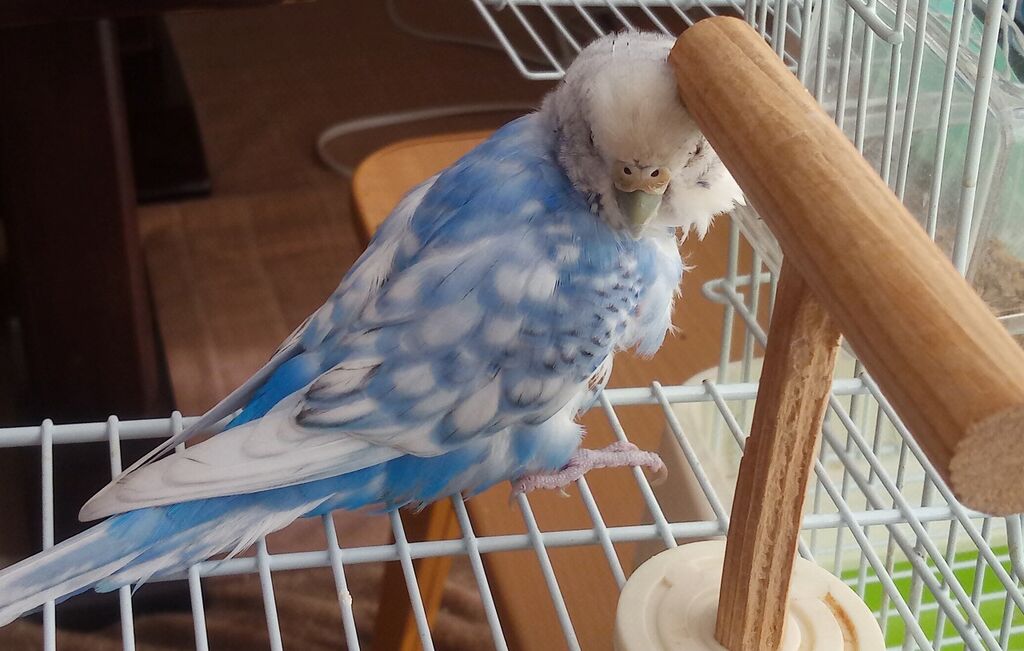 ペット 止まり木が好きなインコ 山椒はこつぶでも