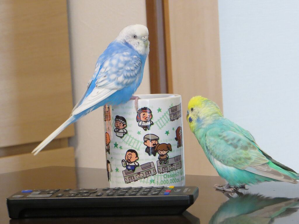 ペット インコのたまご 山椒はこつぶでも