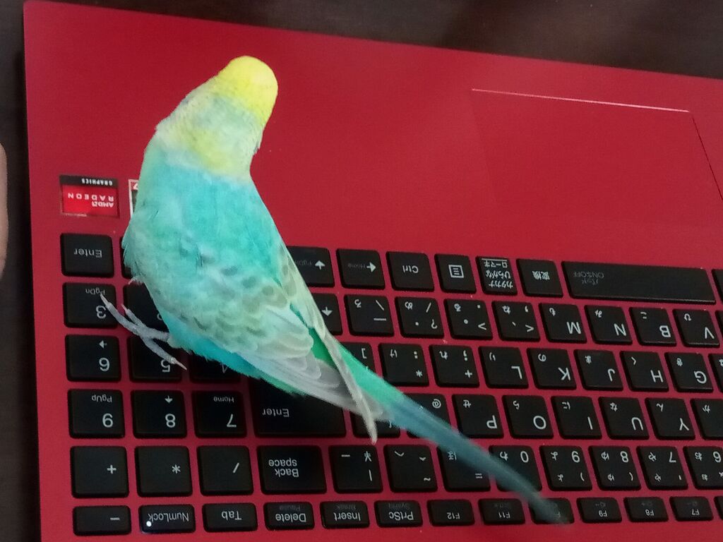 ペット 機器の上が好きなインコ 山椒はこつぶでも