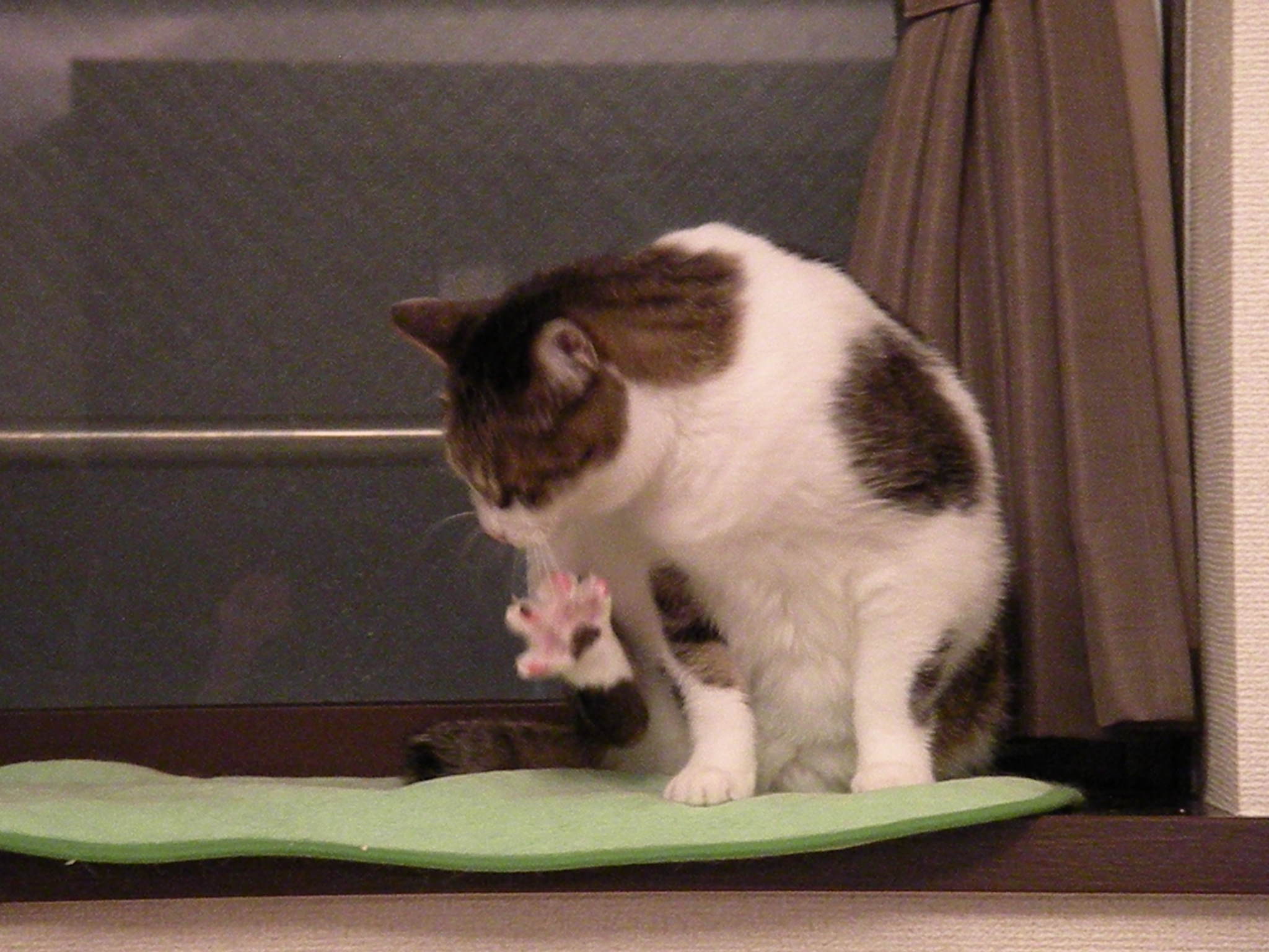 ジュリアーノ １ 猫猫猫猫猫と俺日記