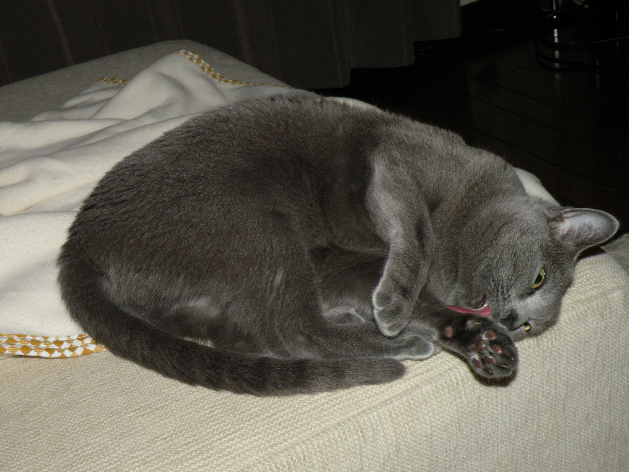 猫猫猫猫猫と俺日記 Livedoor Blog ブログ