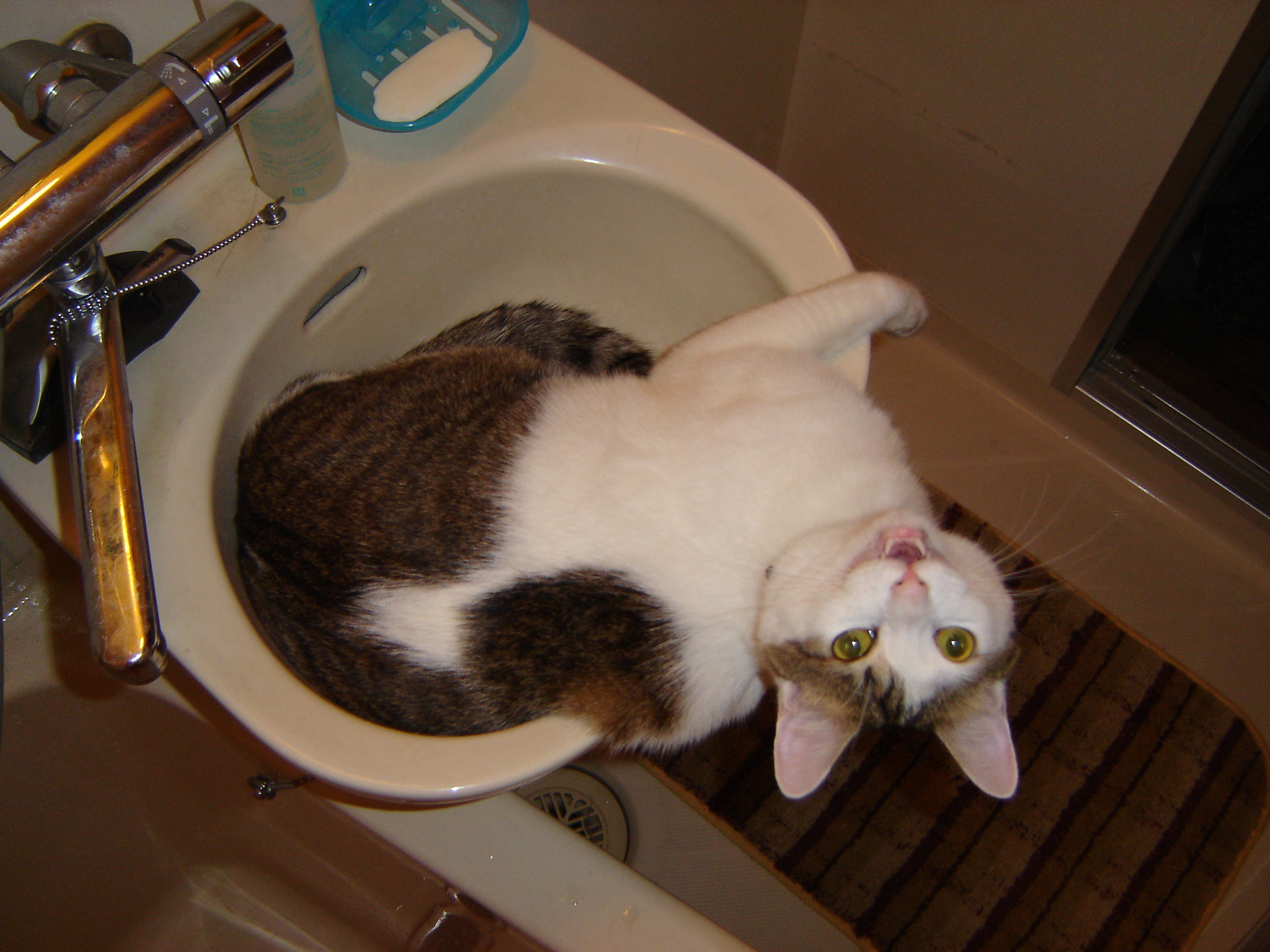 猫鍋 職人ですが何か