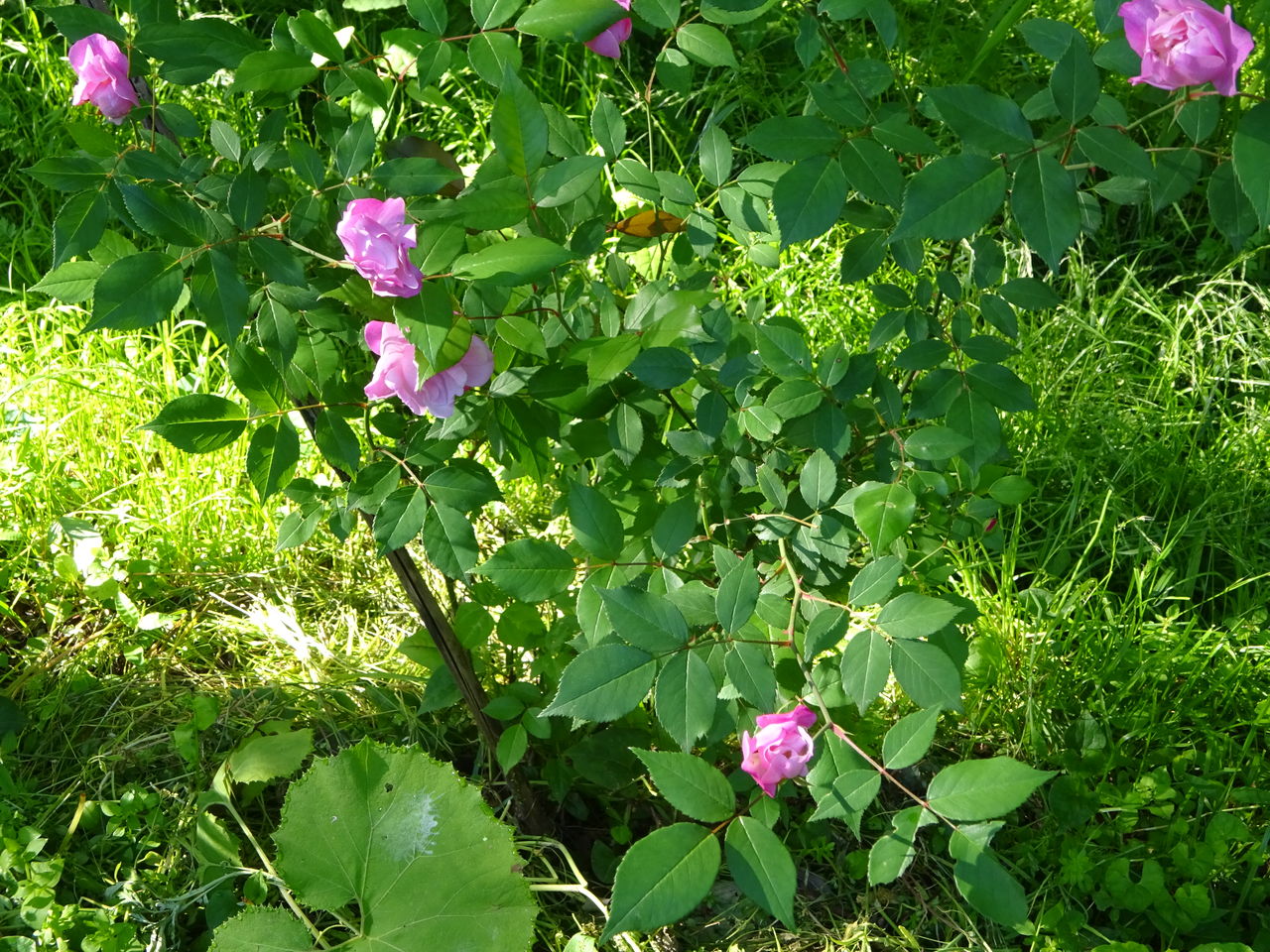 長春花 有機無農薬栽培茶 国友農園