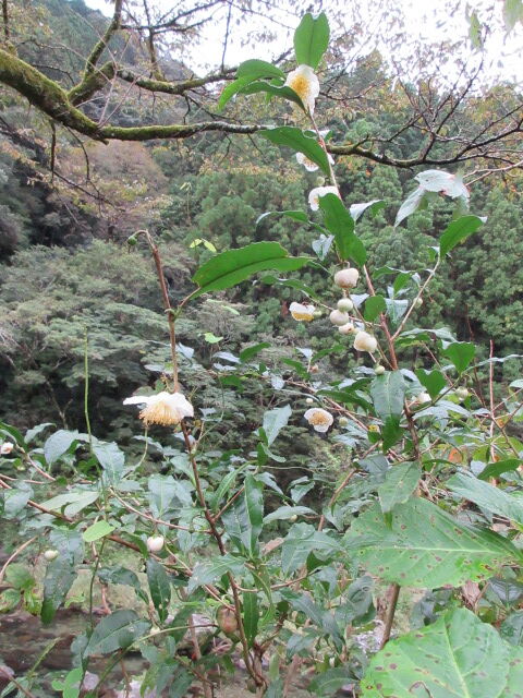 裏庭のお茶の花と長春花 有機無農薬栽培茶 国友農園