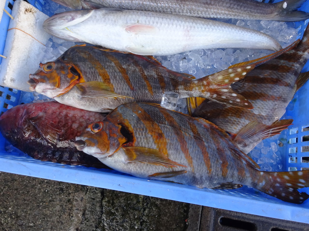 港町 須崎 有機無農薬栽培茶 国友農園