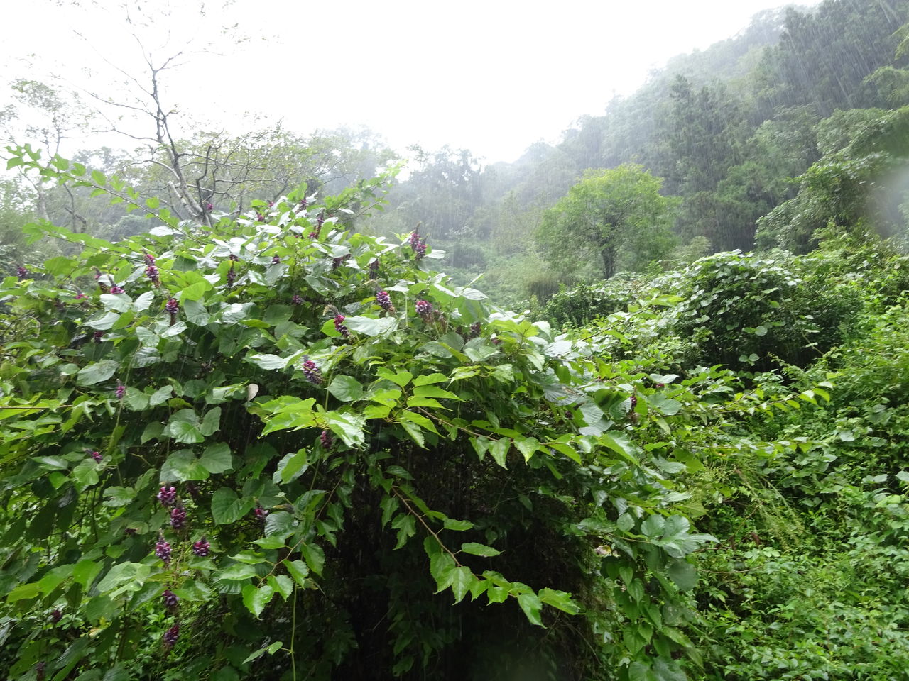 葛の花 有機無農薬栽培茶 国友農園
