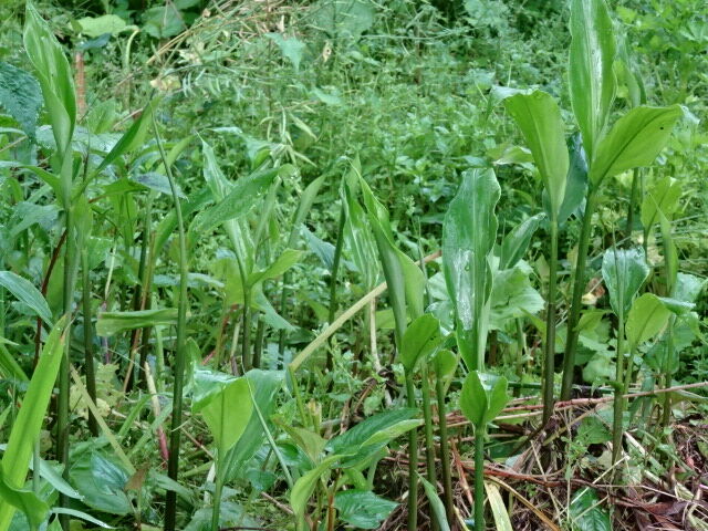 雨好きのミョウガ 有機無農薬栽培茶 国友農園 雨好きのミョウガ 有機無農薬栽培茶 国友農園