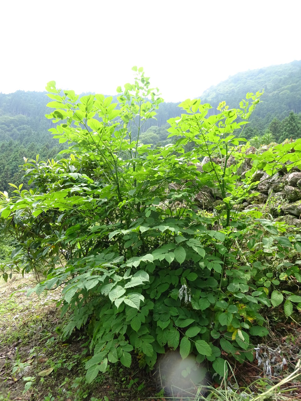 ウドの大木 有機無農薬栽培茶 国友農園