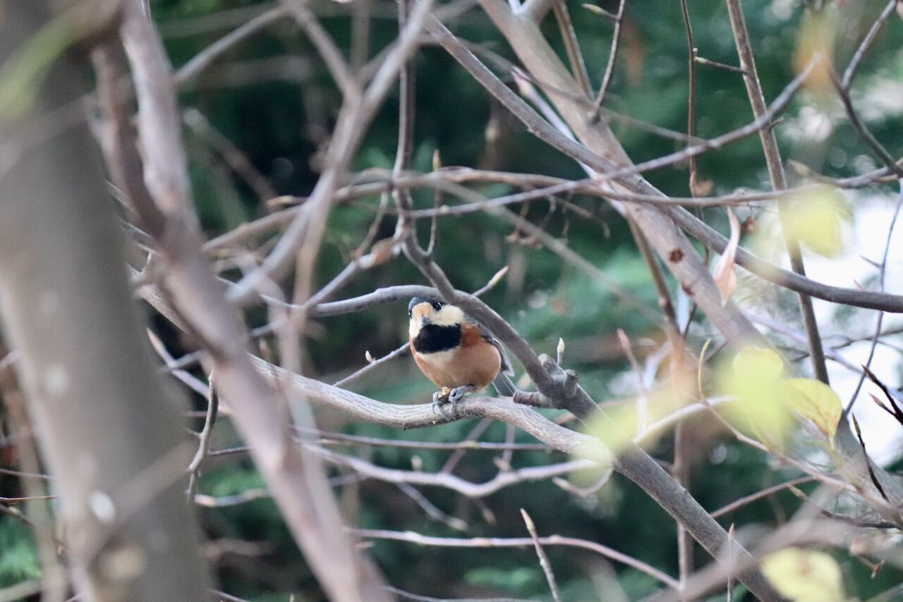 コツコツコツ.木をつつく鳥さんの正体 : アコードワゴンとCBR400Rと