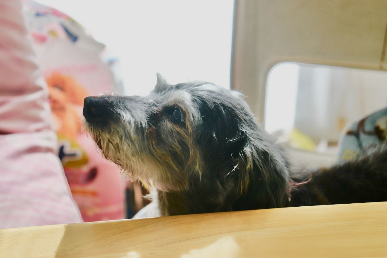祝 愛犬こはる１６歳 ヒト換算80歳 の誕生日 アコードワゴンとcbr400rとns50fと