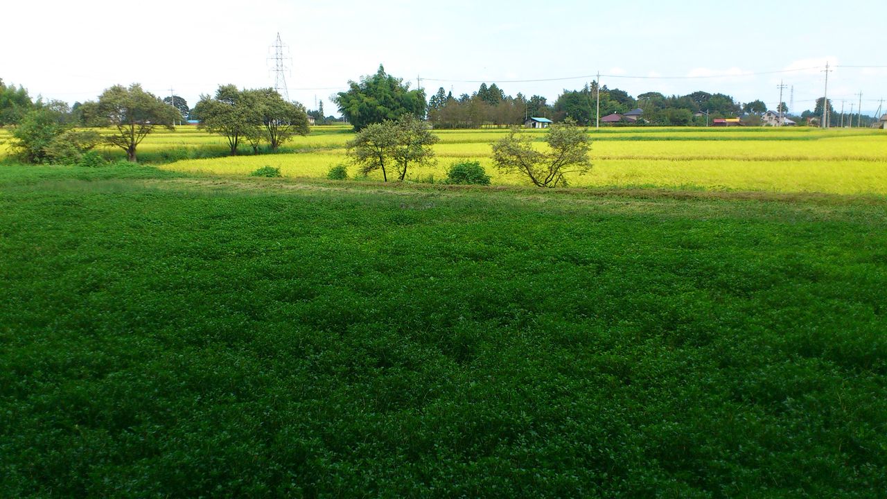 クレソン農家訪問 おいしいクレソン Green Table クレソン農家訪問 おいしいクレソン Green Table