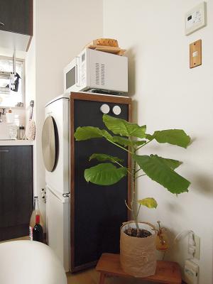 DSCN4365.JPG