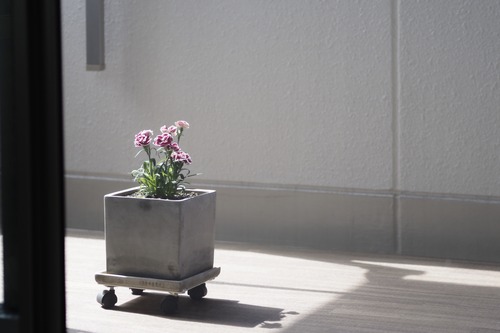 カーネーション_2930