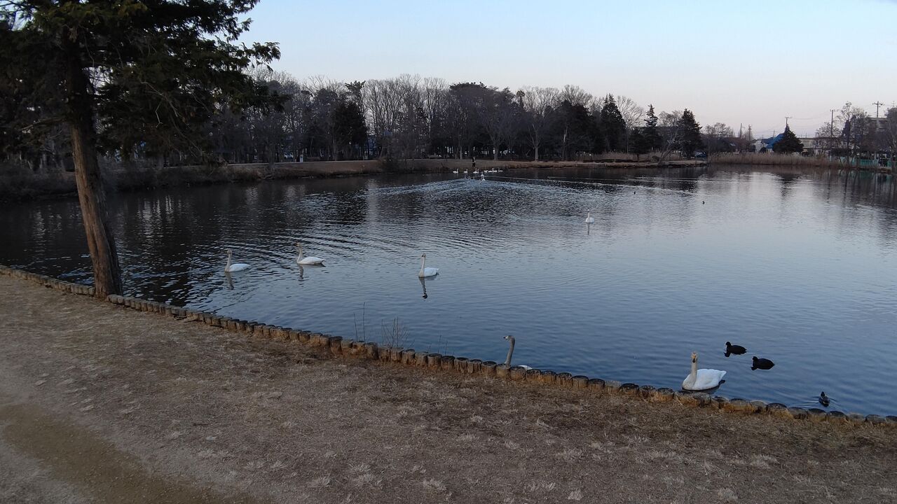 大島公園のオオハクチョウは野菜も食べてくれました 小僧日記