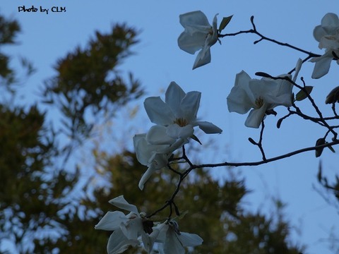 Photo by CLM  スミレ　こぶし　P1010007