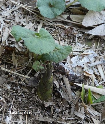 Photo by CLM  初　竹の子　P1010004