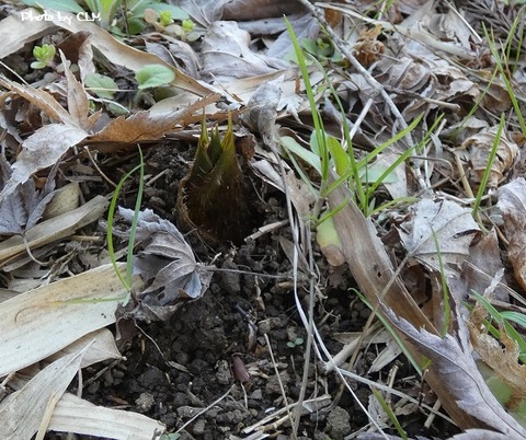 Photo by CLM  初　竹の子　P1010014