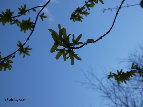 Photo by CLM  レンギョウ　P1000987