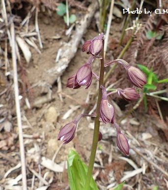 Photo by CLM 紫のエビネ　P2180666