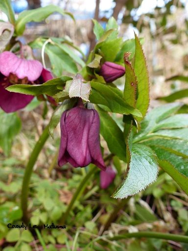 CozulyLeMatuma　P2160555　クリスマスローズ