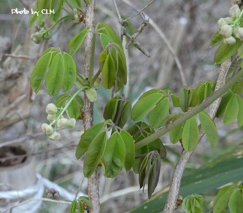 Photo by CLM 五葉アケビ　　P1000991