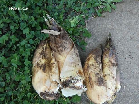 Photo by CLM  初　竹の子　初物　P1010035