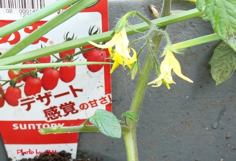 Photo by CLM  純あま　定植　P1020117