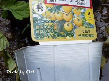 Photo by CLMめちゃうまイエロー pot P2180963