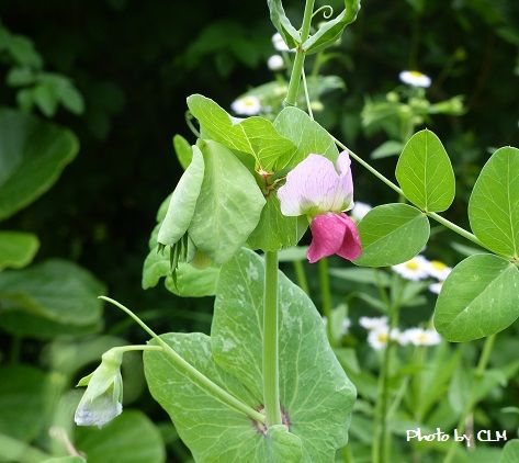 Photo by CLM 仏国えんどう　長寿の花　P2200087