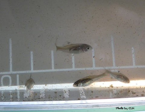 Photo by CLM マメタナゴちゃん　P1000727