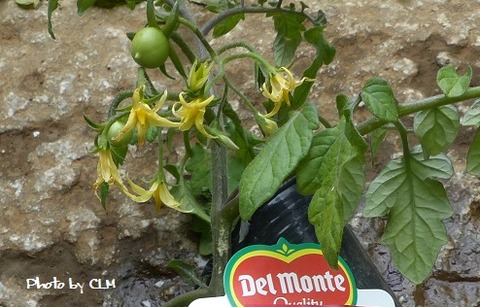 Photo by CLMめちゃうまイエロー 花実　P2180962