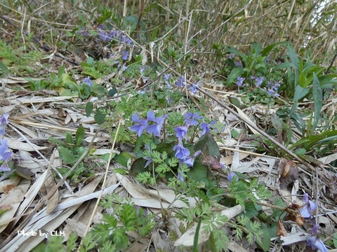 Photo by CLM  スミレ　P1010012