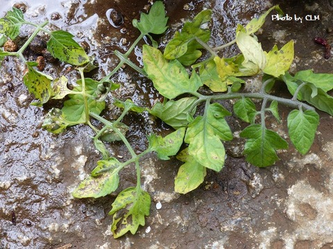 Photo by CLM 痛んだ葉　トマト　P2180968