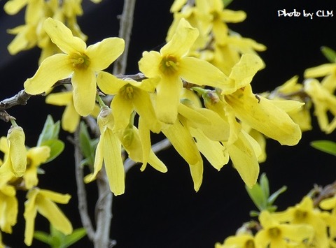 Photo by CLM  レンギョウ　P1000990